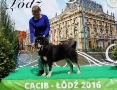 CACIB Łódź_3