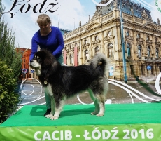 CACIB Łódź_4